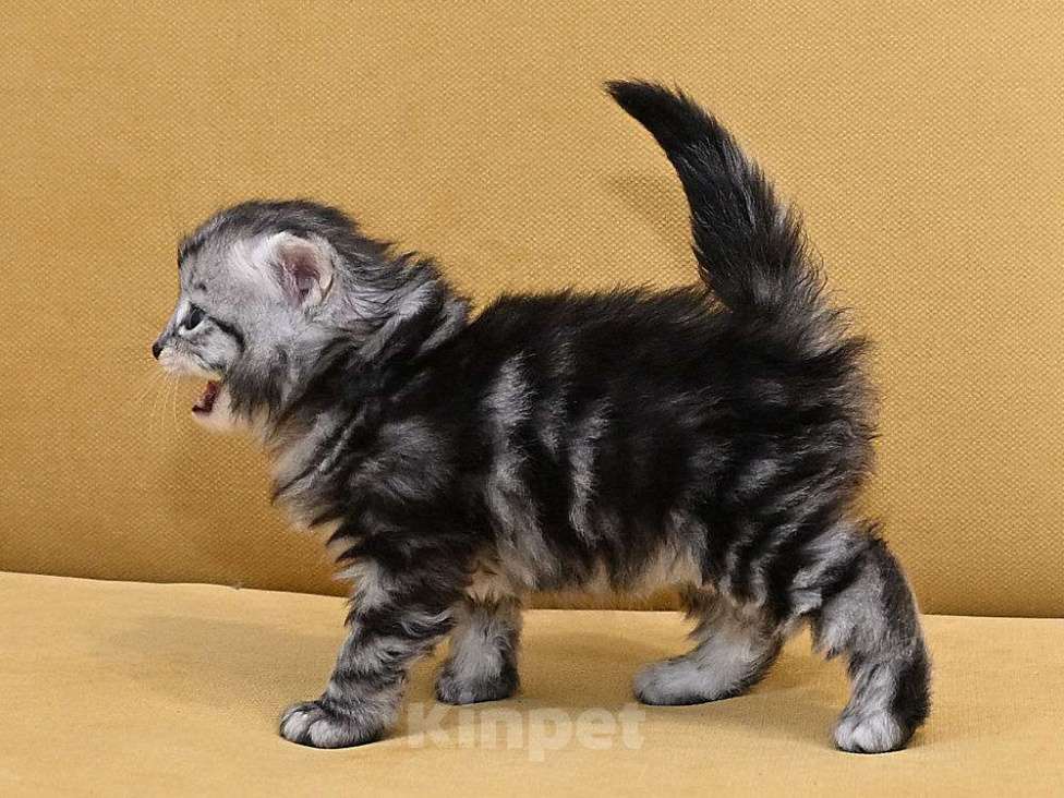 Кошки в Зеленограде: Сибирский котёнок  Девочка, 70 000 руб. - фото 4