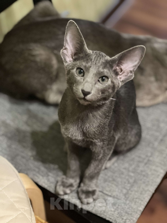 Кошки в Москве: Голубая красавица  Девочка, 60 000 руб. - фото 1