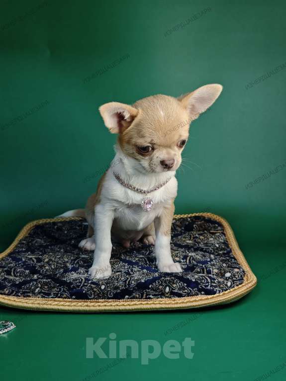 Собаки в Москве: Мини мальчик с лиловым носиком Мальчик, 40 000 руб. - фото 5