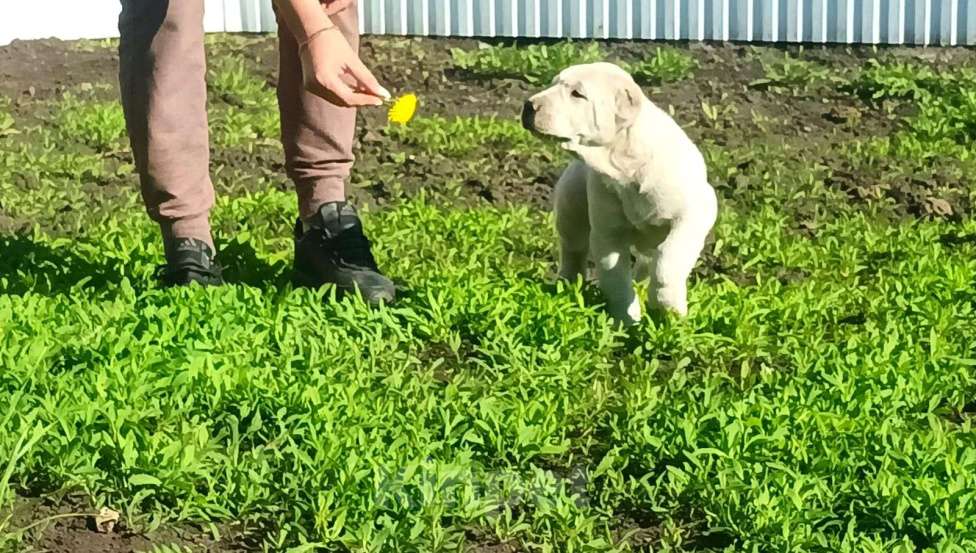 Собаки в Пензе: Щенки среднеазиатская овчарка  Девочка, Бесплатно - фото 2