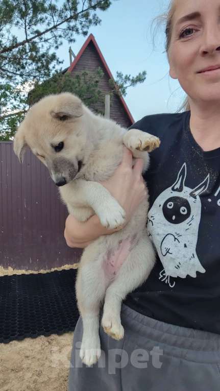 Собаки в других городах Московской области: Мишель Девочка, Бесплатно - фото 10
