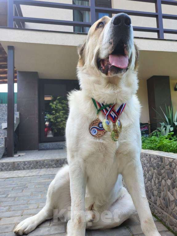 Собаки в Севастополе: Вязка алабая Мальчик, 1 руб. - фото 8