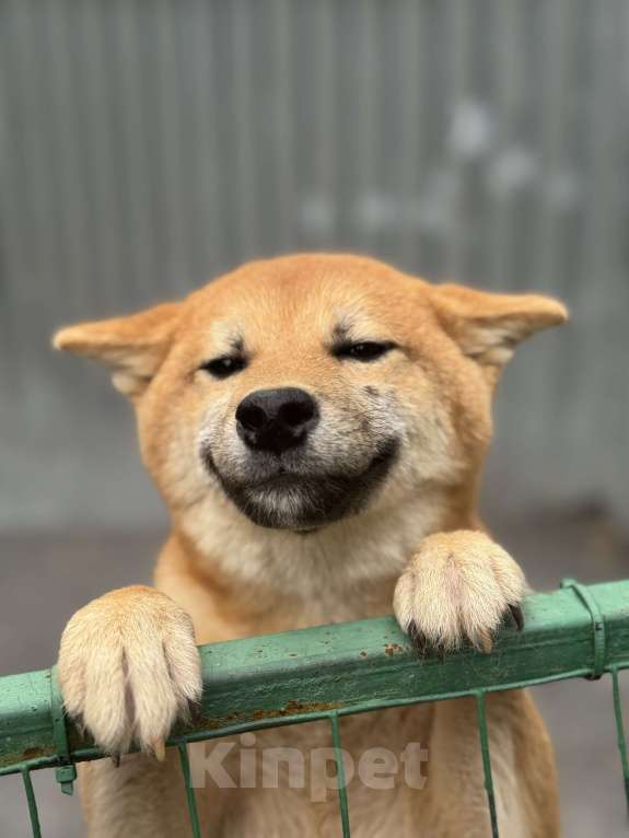 Собаки в Балашихе: Отличный мальчик сиба Мальчик, 40 000 руб. - фото 3