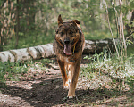 Собаки в Москве: Шон Мальчик, Бесплатно - фото 3