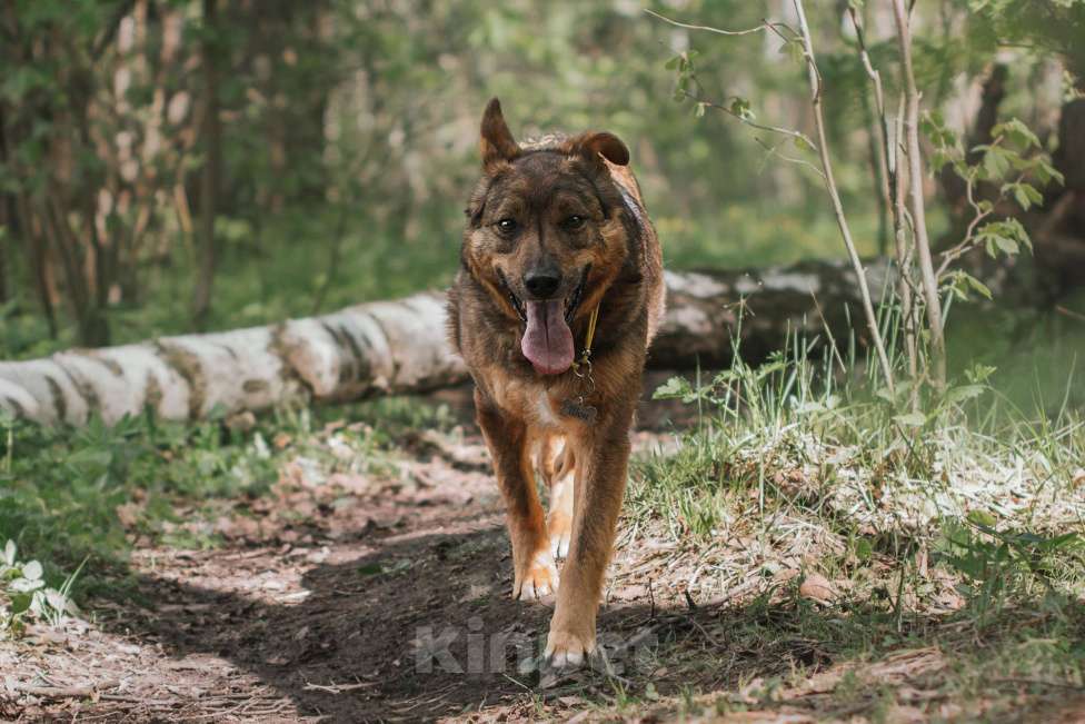 Собаки в Москве: Шон Мальчик, Бесплатно - фото 3