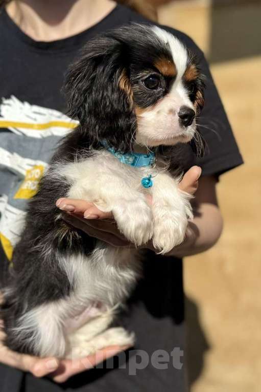 Собаки в Москве: Кавалер кинг-чарльз-спаниель, щенок Разнополые, 65 000 руб. - фото 8