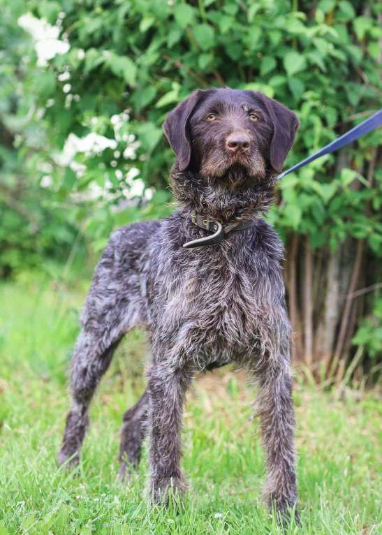 Собаки в Санкт-Петербурге: Красивая породистая собака отдается в дар Девочка, Бесплатно - фото 10