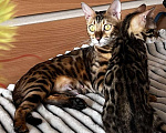 Кошки в Самаре: Бенгальская девочка Veritay Bayleys Девочка, 60 000 руб. - фото 6