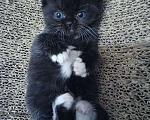 Кошки в Подольске: Британские котята  Девочка, 3 500 руб. - фото 2
