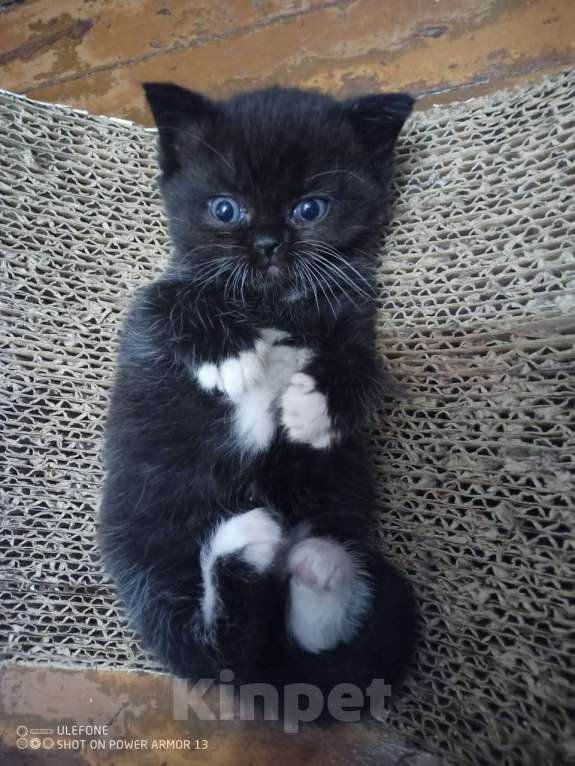 Кошки в Подольске: Британские котята  Девочка, 3 500 руб. - фото 2