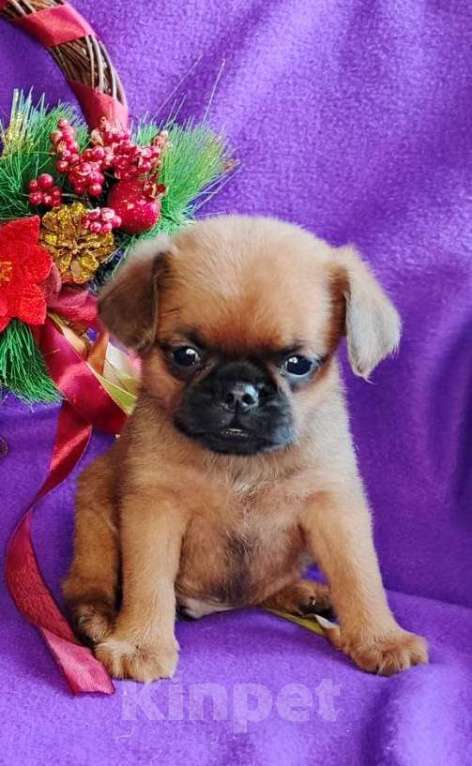 Собаки в Москве: Малый брабансон рыжий мальчик Мальчик, 40 000 руб. - фото 3