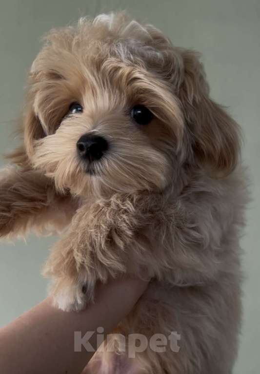 Собаки в Москве: Щенок мальтипу мальчик Мальчик, 110 000 руб. - фото 1