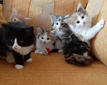 Кошки в Москве: Норвежские лесные котята Девочка, Бесплатно - фото 7