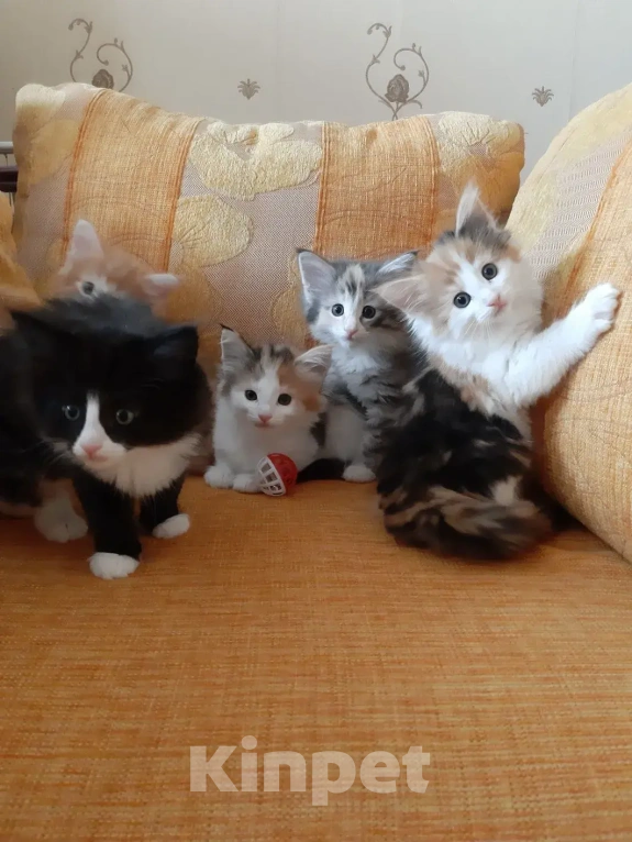 Кошки в Москве: Норвежские лесные котята Девочка, Бесплатно - фото 7