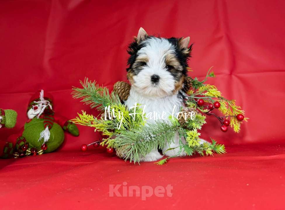 Собаки в Краснодаре: Красивый Мальчик Бивер, Документы РКФ Мальчик, 60 000 руб. - фото 2