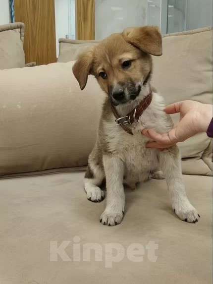 Собаки в других городах Московской области: Пиратик ищет дом! Мальчик, 1 руб. - фото 1