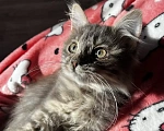 Кошки в других городах Нижегородской области: Котенок в добрые руки Девочка, Бесплатно - фото 3