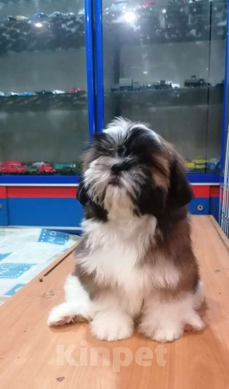 Собаки в Саратове: Ши-тцу девочка  Девочка, 50 000 руб. - фото 2