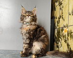 Кошки в Москве: Котёнок Мейн-кун Девочка Девочка, 50 000 руб. - фото 4
