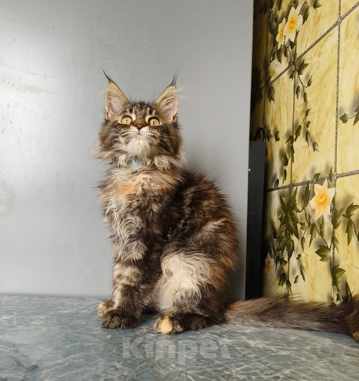 Кошки в Москве: Котёнок Мейн-кун Девочка Девочка, 50 000 руб. - фото 4