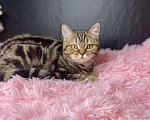 Кошки в Сургуте: Британские котята  Мальчик, 25 000 руб. - фото 7