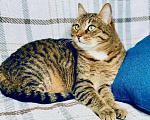 Кошки в Москве: Чудо-кошка пятнистая полосатка Плюша в добрые руки  Девочка, Бесплатно - фото 5