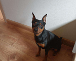 Собаки в Одинцово: Вязка цвергпинчера, 2 000 руб. - фото 3