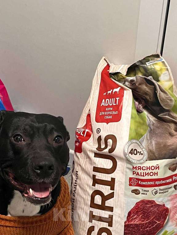 Собаки в Москве: Отдам в добрые руки Мальчик, Бесплатно - фото 2