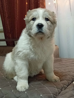 Девочка САО