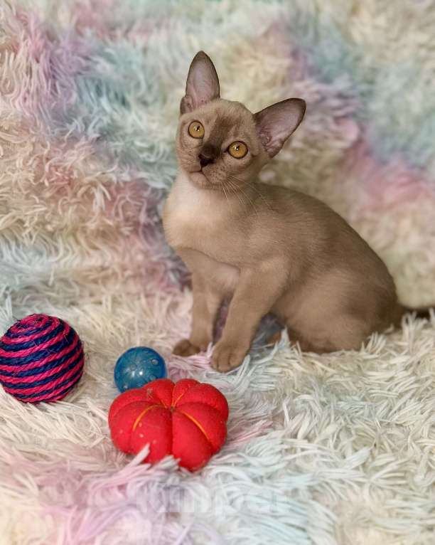 Кошки в Москве: Бурманские котята Девочка, 60 000 руб. - фото 3