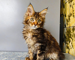 Кошки в Москве: Котёнок Мейн-кун Девочка Девочка, 50 000 руб. - фото 5