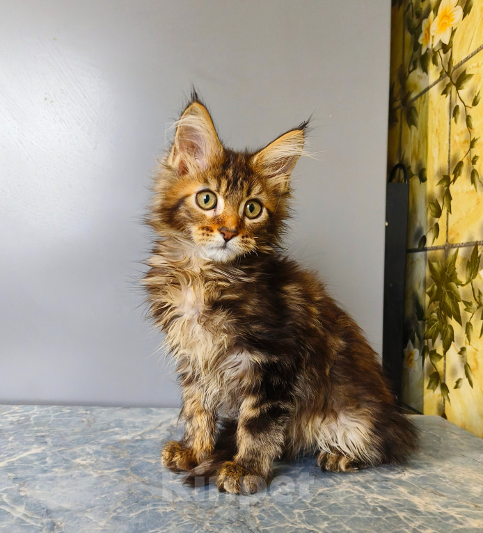 Кошки в Москве: Котёнок Мейн-кун Девочка Девочка, 50 000 руб. - фото 5