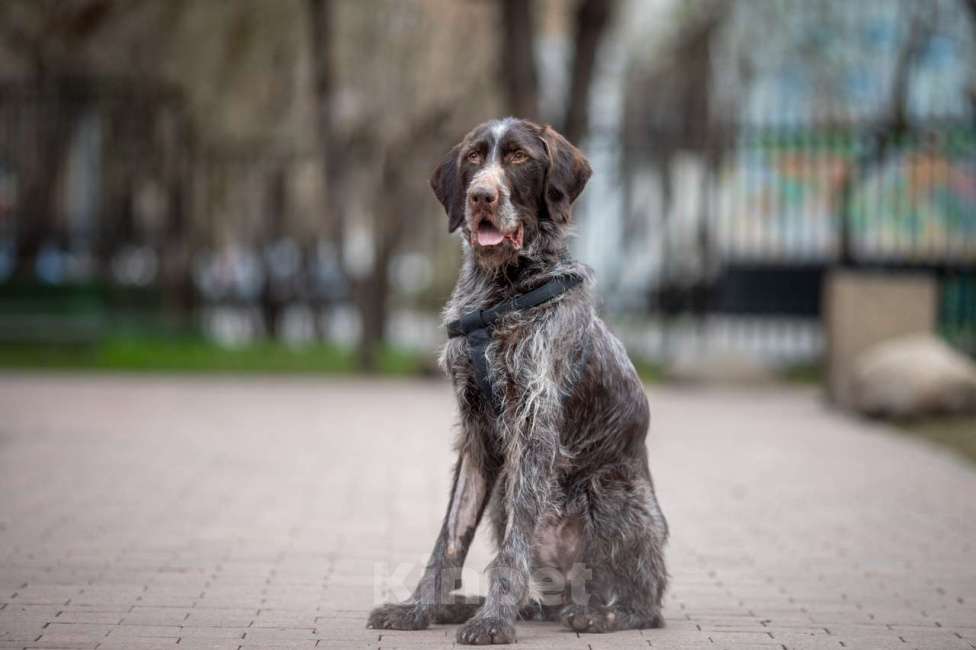 Собаки в Москве: Джесси Девочка, Бесплатно - фото 7