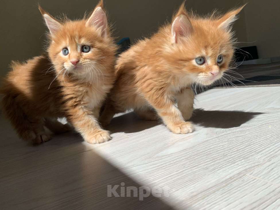 Кошки в Москве: Котёнок Мейн кун от чемпиона  Мальчик, 50 000 руб. - фото 2