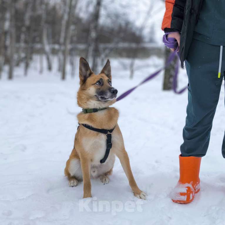 Собаки в Москве: Идеальная квартирная собака Мальчик, Бесплатно - фото 3