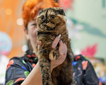 Кошки в Санкт-Петербурге: шотландская кошечка в разведение или в любимцы Девочка, Бесплатно - фото 1