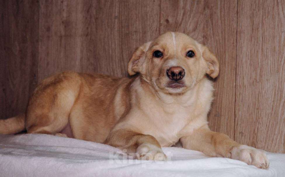 Собаки в Москве: Золотая серединка Мальчик, Бесплатно - фото 1