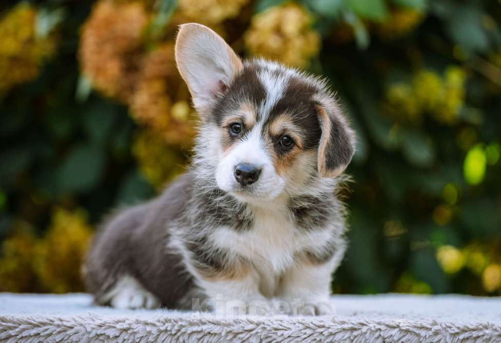 Собаки в Новосибирске: Вельш Корги Пемброк Джек Воробей Мальчик, 65 000 руб. - фото 3
