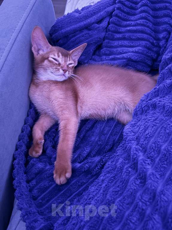 Кошки в других городах Московской области: Абиссинский котенок Мальчик, 50 000 руб. - фото 4