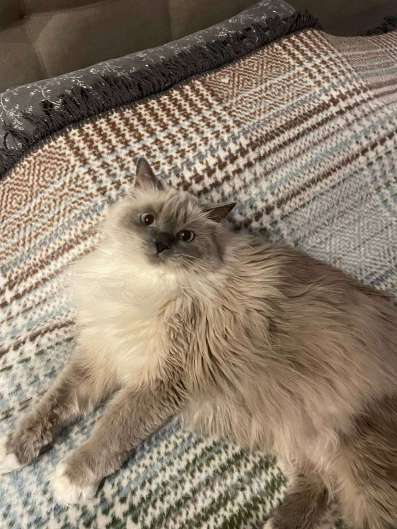 Кошки в Омске: Отдадим в добрые руки в связи с переездом Девочка, Бесплатно - фото 6