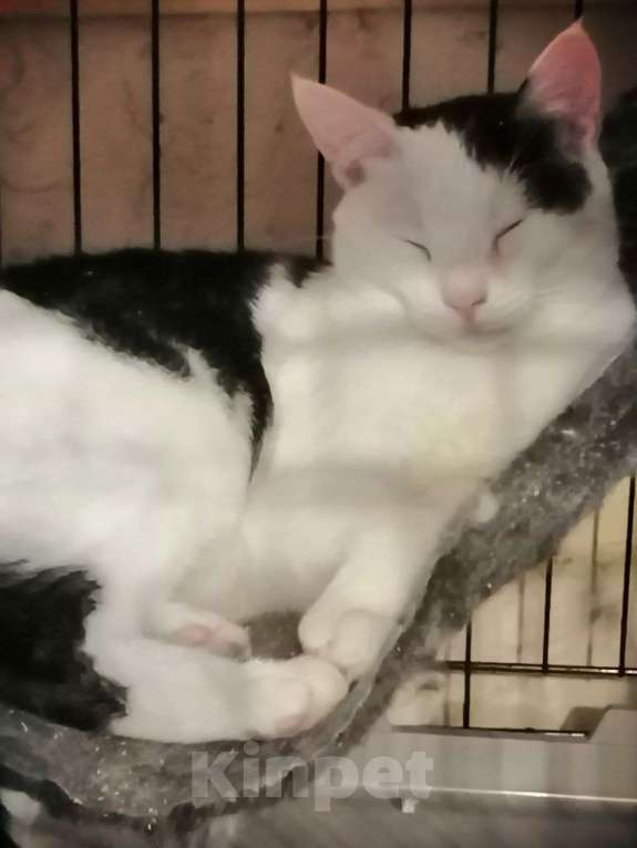 Кошки в Москве: Котёнок Дарик ищет дом  Мальчик, Бесплатно - фото 2