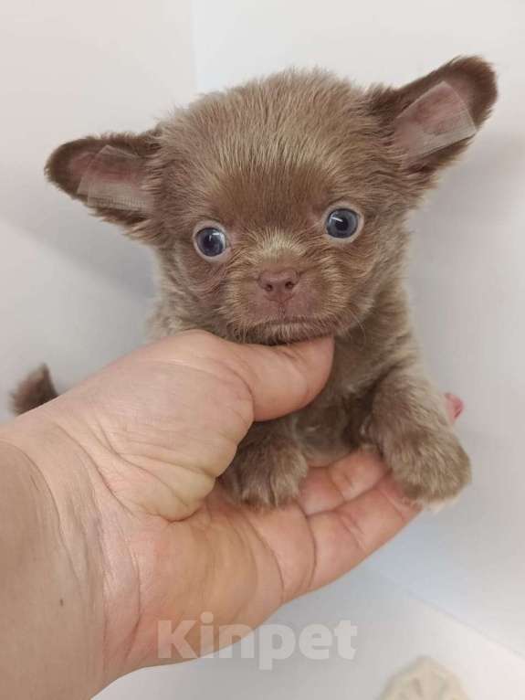 Собаки в других городах Московской области: Леонардо Мальчик, 45 000 руб. - фото 2