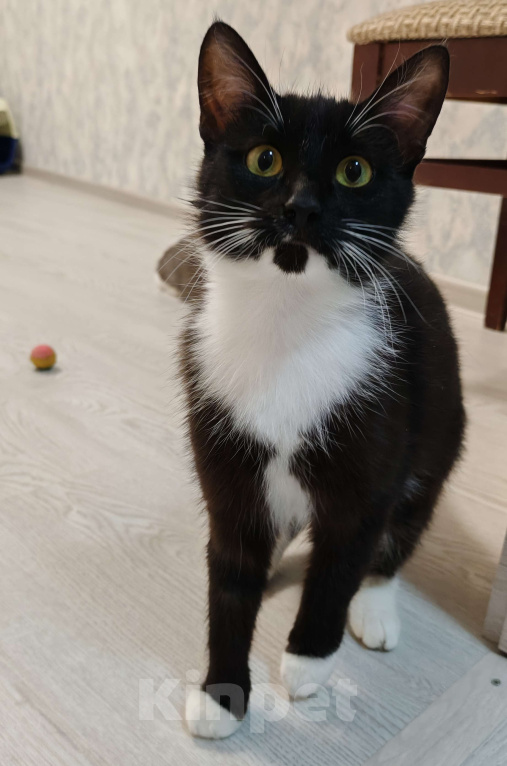 Кошки в Уфе: Жасмин Девочка, 500 руб. - фото 1
