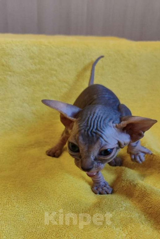 Кошки в Москве: Мистический котёнок канадского сфинкса Мальчик, 50 000 руб. - фото 3