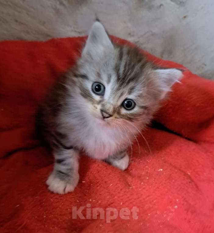 Кошки в Калининграде: Серебряное сибирское чудо  Мальчик, 45 000 руб. - фото 1