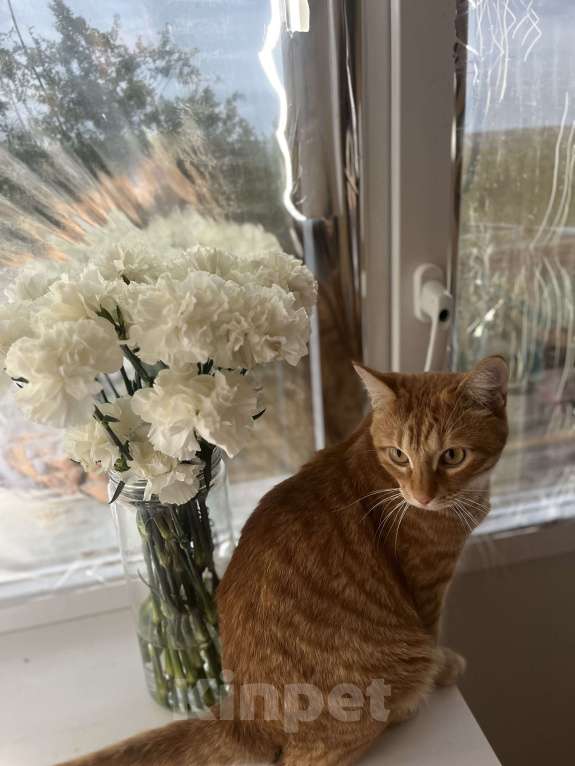 Кошки в Астрахани: Рыжий котик Мальчик, Бесплатно - фото 4