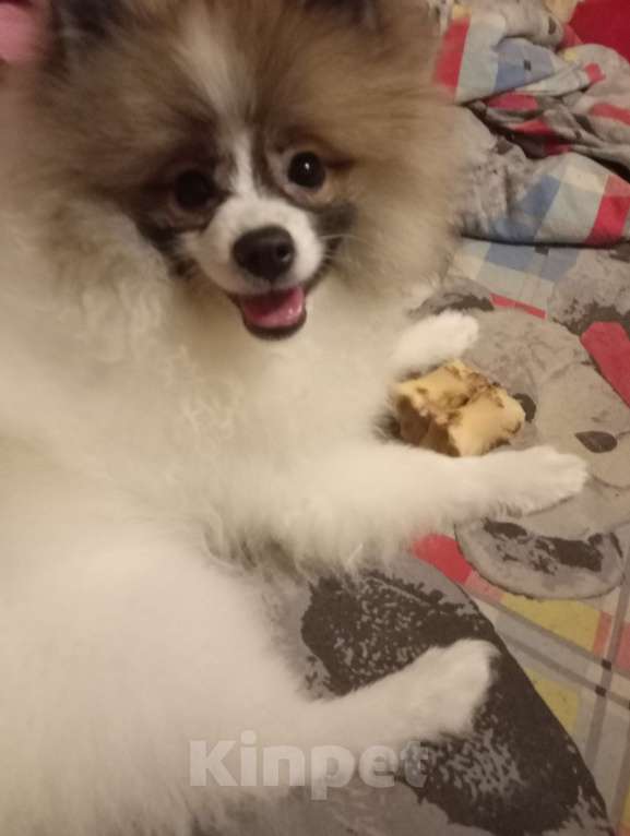 Собаки в Санкт-Петербурге: Померанский шпиц щенок Мальчик, 30 000 руб. - фото 2