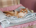Кошки в Владивостоке: Британский котёнок. Шикарная девочка Девочка, 50 000 руб. - фото 4