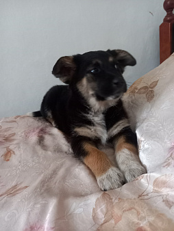 Щенок в дар