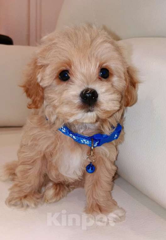 Собаки в Москве: Мальтмпу Ф1 с документами из питомника Мальчик, 80 000 руб. - фото 3